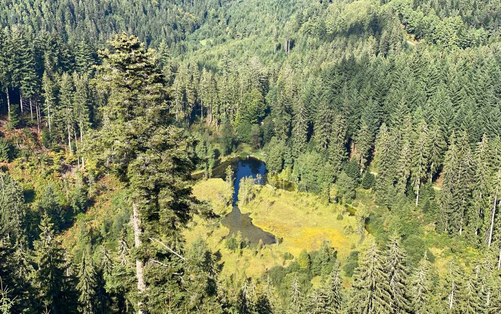 Wald voller Tannen in Luftperspektive 