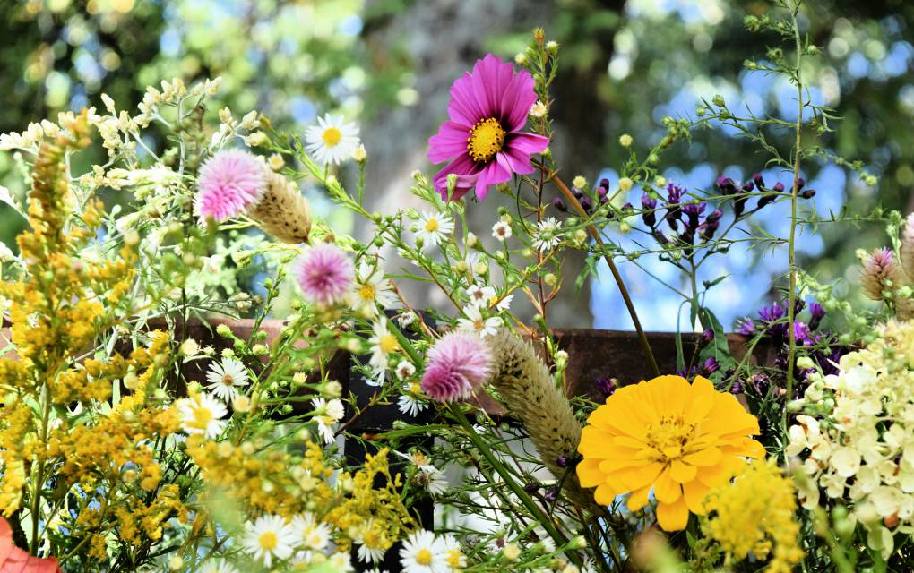 Verschiedene Blüten Nahaufnahme