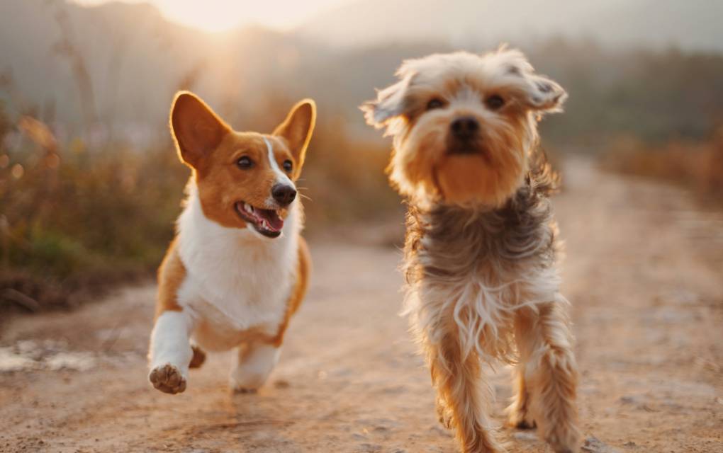 Zwei Hunde rennen einen Weg entlang