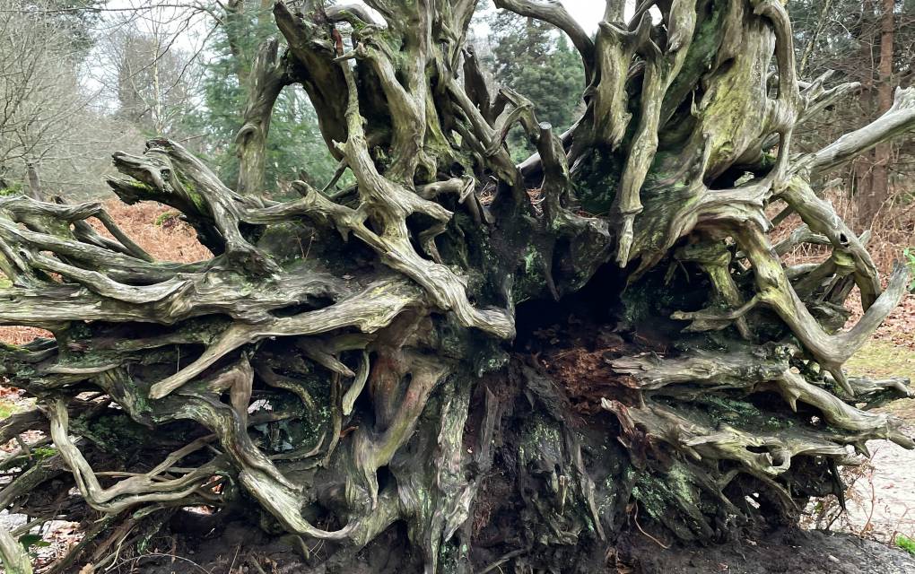 Baumwurzel liegt neben dem Waldweg
