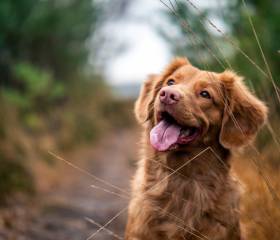 Zwei Hunde rennen einen Weg entlang
