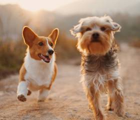 Brauner Hund steht auf einem Feldweg