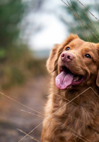 Brauner Hund steht auf einem Feldweg